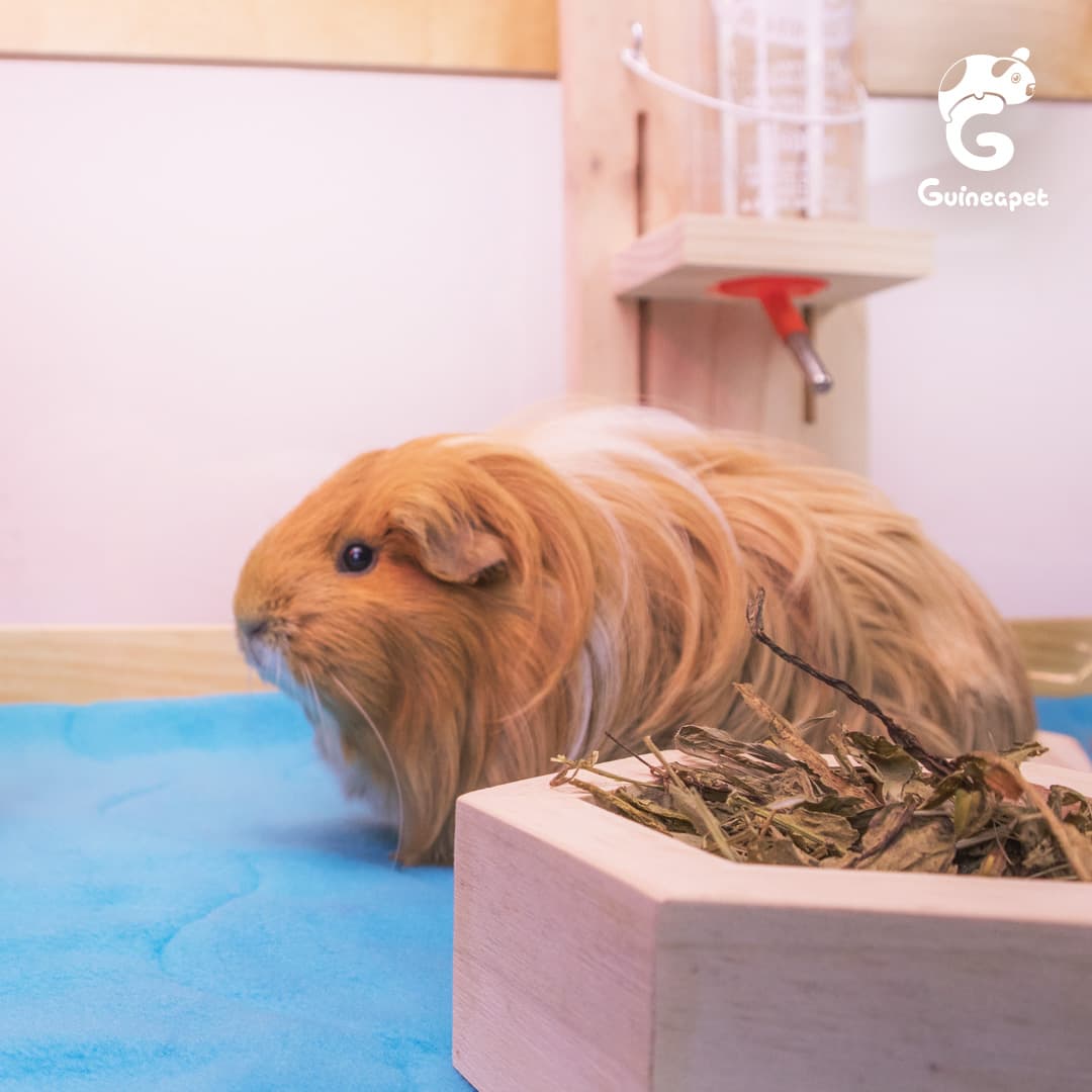 C&C Guineapet enclosure cage home with Guineapet liners, pee pads, bedding, wooden bowl, and bottle stand with a cute brown long-hair Guinea pig.