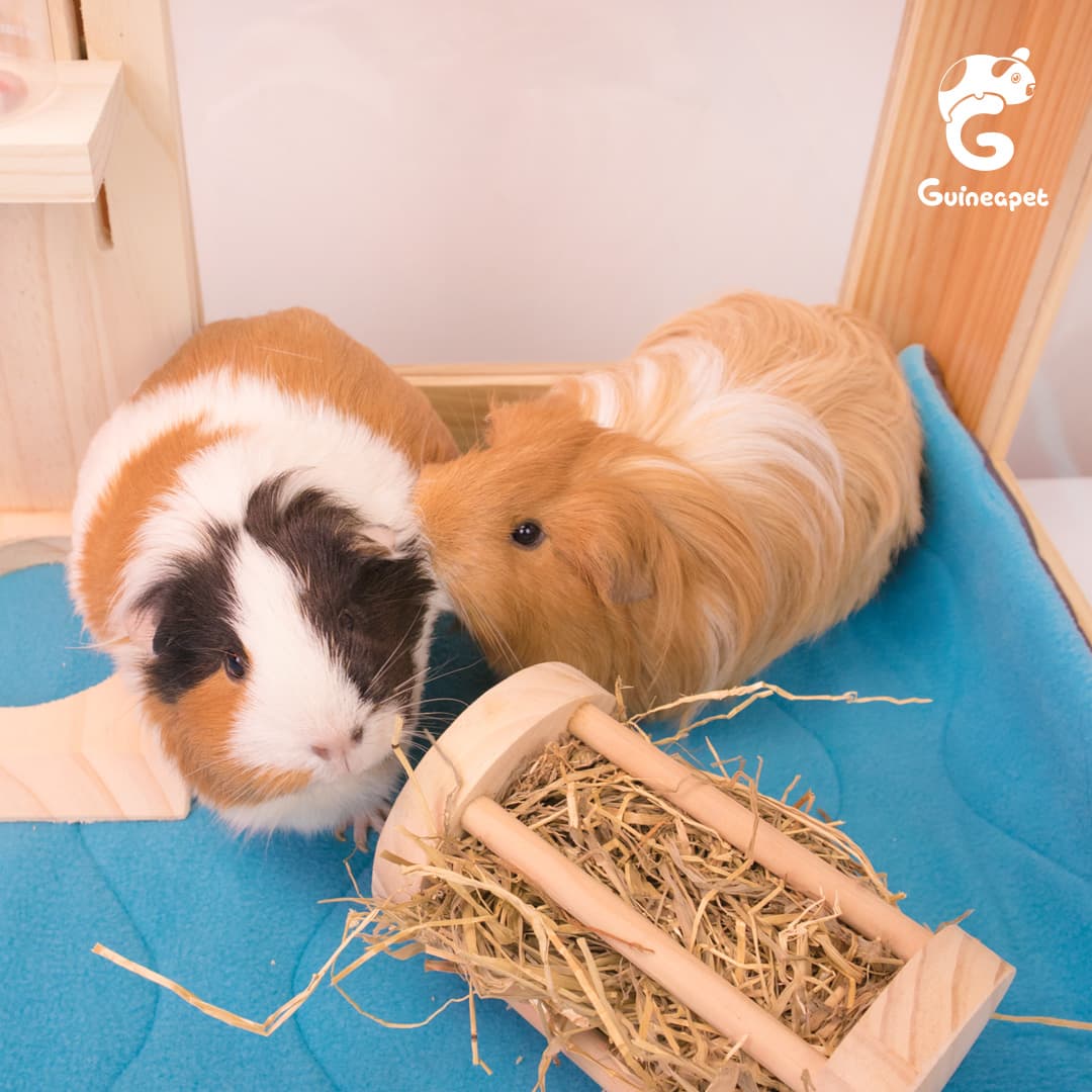 Two guinea pigs in a wooden guineapet enclosure with guineapet liner, wooden rolling hay feeder and bottle satnd