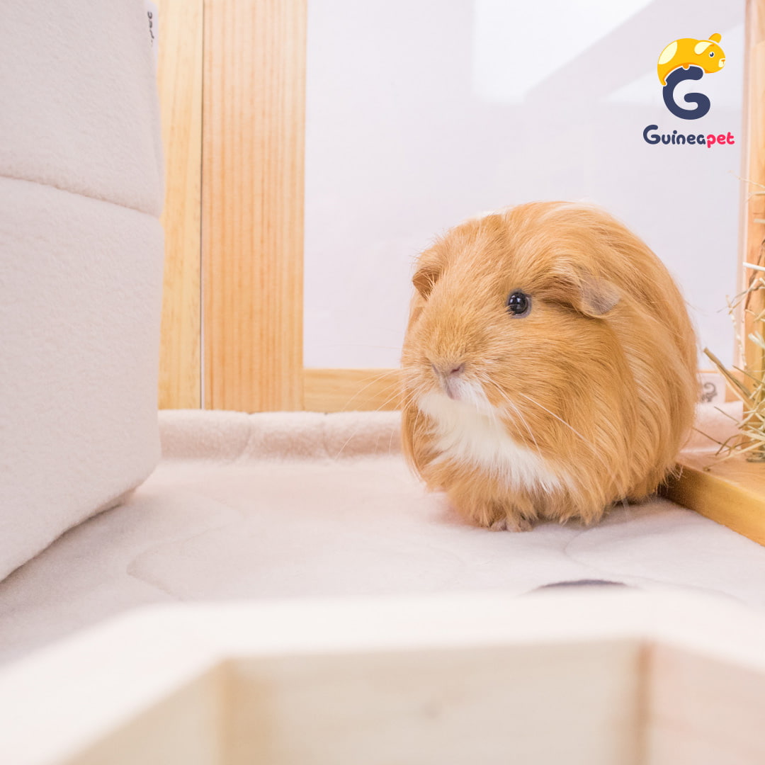 C&C Guineapet enclosure cage home with Guineapet liners, pee pads, bedding, wooden hay feeder with a cute brown long-hair Guinea pig.