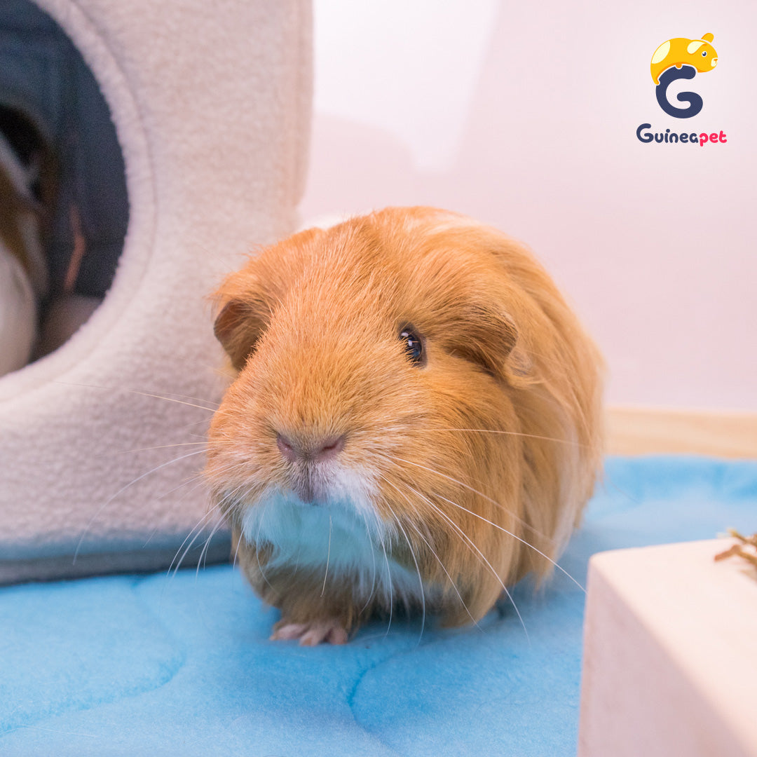 Wooden Guineapet enclosure cage home with Guineapet liners with a cute brown long-hair Guinea pig.