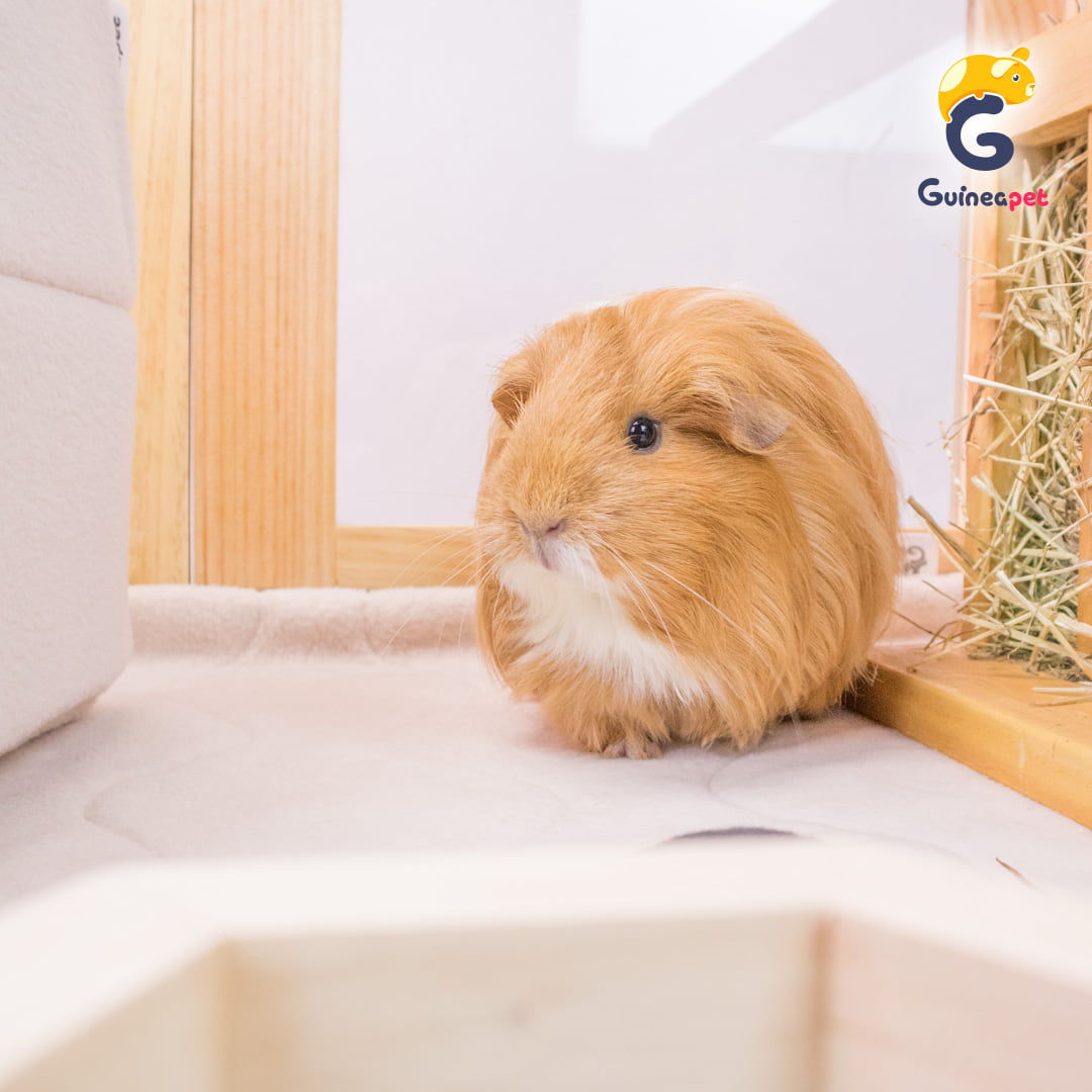 C&C Guineapet enclosure cage home with Guineapet liners, pee pads, bedding, wooden bowl, and bottle stand with a cute guinea pig.