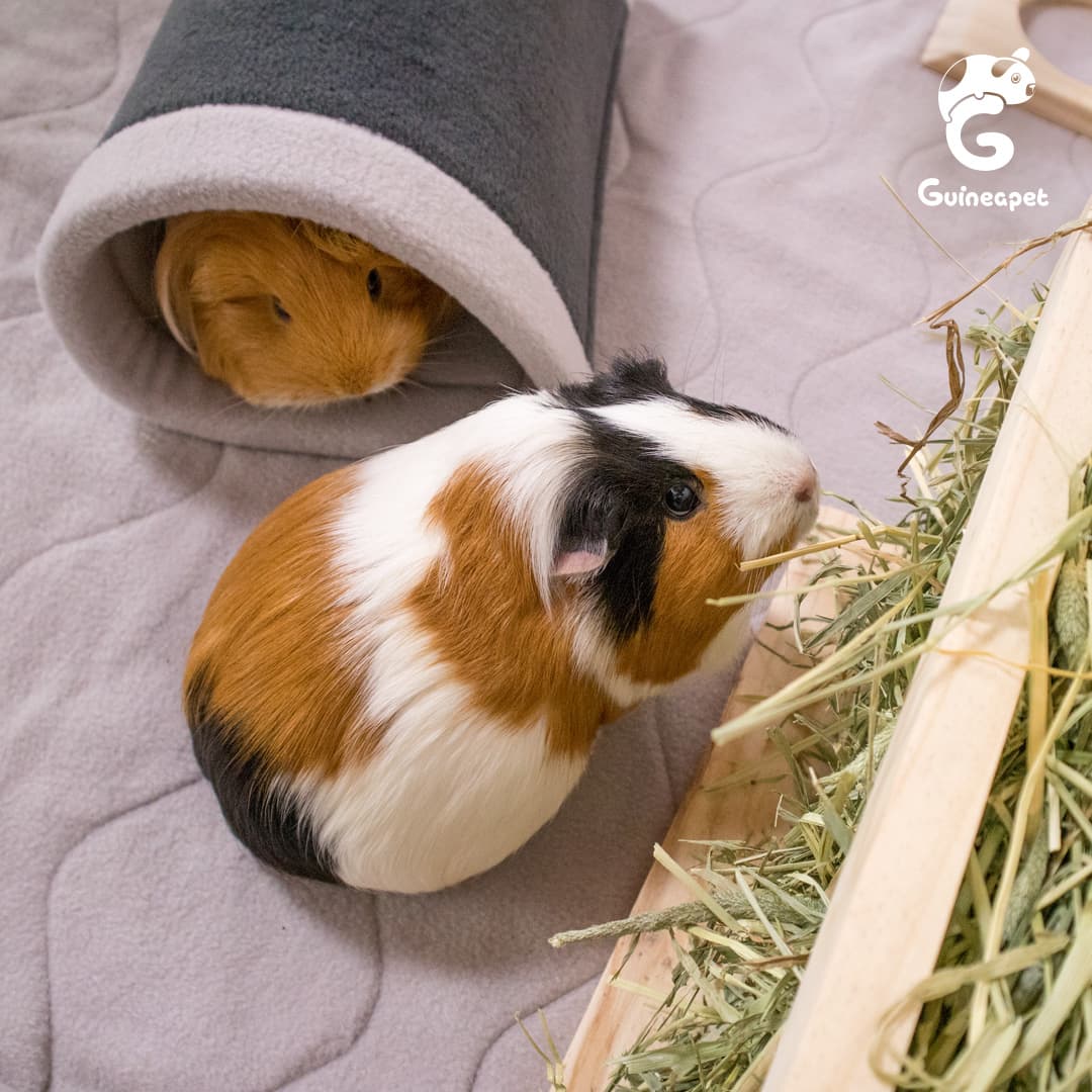 C&C Guineapet enclosure cage home with Guineapet liners, pee pads, bedding, wooden hay feeder, and tunnel with two cute guinea pigs.