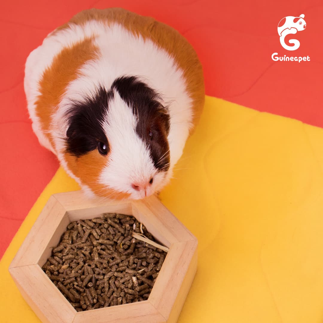 Guineapet enclosure cage home with Guineapet liners and a cute guinea pig.