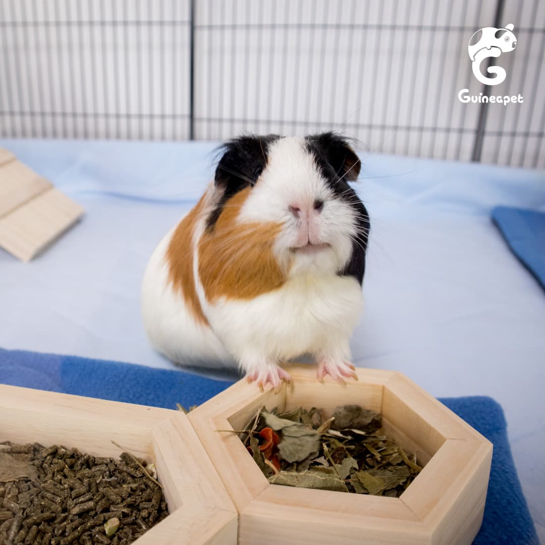 C&C Guineapet enclosure cage home with Guineapet liners, pee pads, bedding, wooden bowl, and bottle stand with a cute guinea pig.